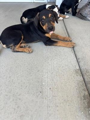*Ed, Pit Bull Terrier Mix, puppy, available for adoption