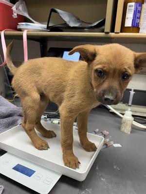 *Eloise, American Red Heeler Mix, puppy, available for adoption