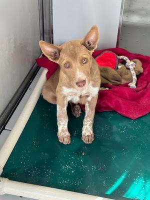 *Ares, Australian Cattle Dog Mix, puppy, available for adoption