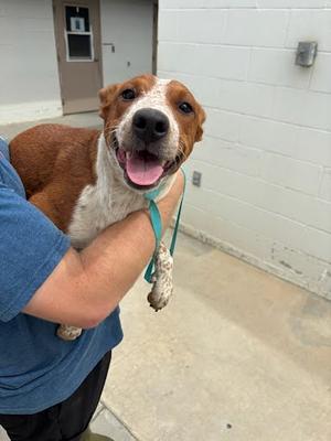 *Darla, Australian Cattle Dog Mix, young, available for adoption