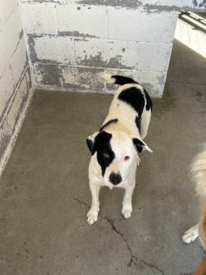 A black and white dog standing on a concrete floor, looking up at the camera.