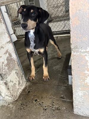 *Ares, Doberman Pinscher Mix, puppy, available for adoption