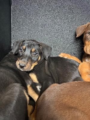 *Ares, Doberman Pinscher Mix, puppy, available for adoption
