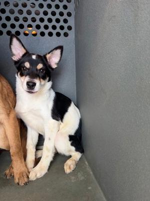 *Darla, Terrier Mix, puppy, available for adoption