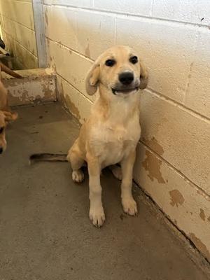 a light-colored puppy sitting on a concrete floor against a wall