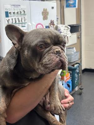 *Benny, Bulldog Mix, adult, available for adoption