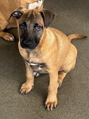 *Allie, German Shepherd Dog Mix, young, available for adoption