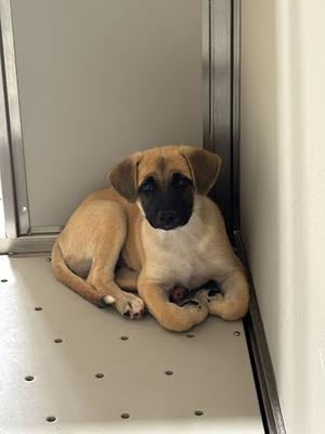 *Grady, Terrier Mix, young, available for adoption