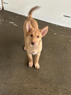A small brown dog standing on a concrete floor, looking up at the camera with its ears perked up and tail raised.