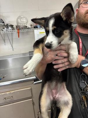 *Addison, Alaskan Husky Mix, puppy, available for adoption