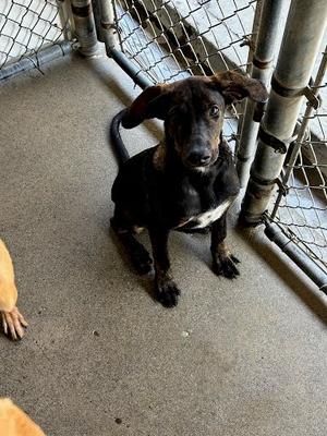 *Isabella, Hound Mix, young, available for adoption