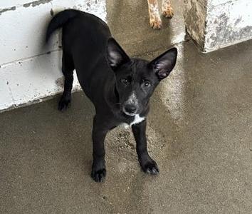 A black dog with a white patch on its chest standing on a concrete floor.
