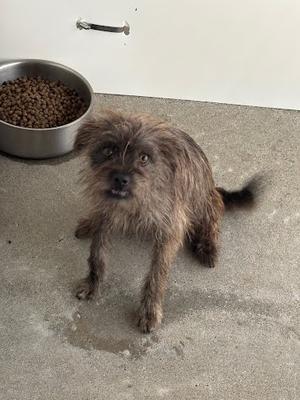a scruffy brown dog standing on a concrete floor next to a metal bowl filled with dog food