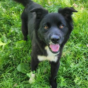 Sammy, Collie, Border, adult, available for adoption