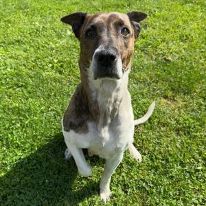 Whitleigh, Terrier, Pit Bull, senior, available for adoption