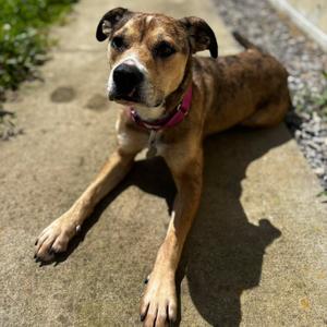 Bambi, Terrier, American Pit Bull, adult, available for adoption