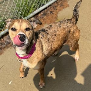Bambi, Terrier, American Pit Bull, adult, available for adoption