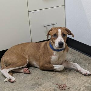Can, Retriever, young, available for adoption