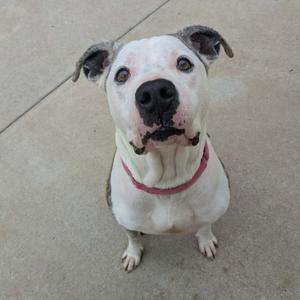 A white and black dog with a red collar sitting on a concrete surface.