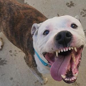 Lucky, Terrier, American Pit Bull, senior, available for adoption