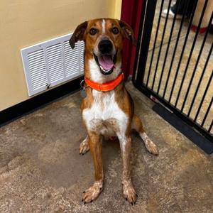 Stetson, Hound, adult, available for adoption