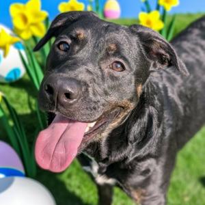 Kiki, Shepherd, German, adult, available for adoption
