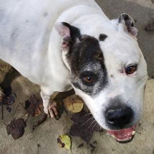 Cuda, Bulldog, English, senior, available for adoption