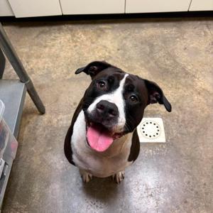 Stormie, Terrier, Pit Bull, adult, available for adoption