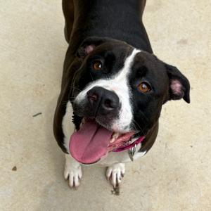 Stormie, Terrier, Pit Bull, adult, available for adoption