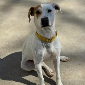Petey, Coonhound, Treeing Walker, adult, available for adoption
