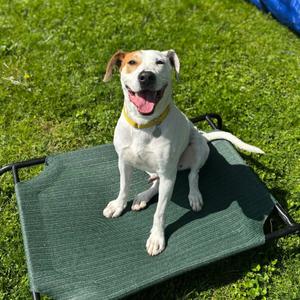 Petey, Coonhound, Treeing Walker, adult, available for adoption