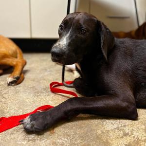 Cal, Retriever, young, available for adoption