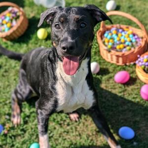 Tegan, Shepherd, German, adult, available for adoption