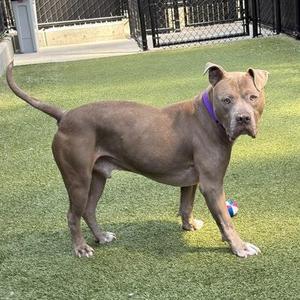Colby, Pit Bull Terrier / Mixed Breed, senior, available for adoption