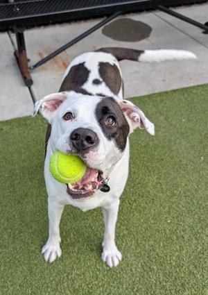 Pirate, Mixed Breed, adult, available for adoption
