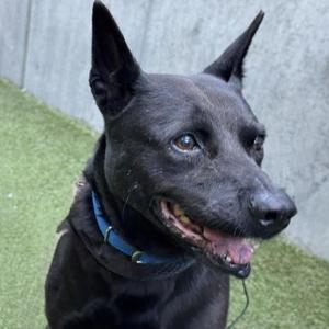 Kana, Fox Terrier, senior, available for adoption