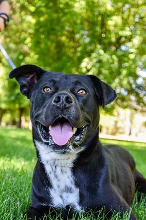 Benny, Labrador Retriever / Mixed Breed, young, available for adoption