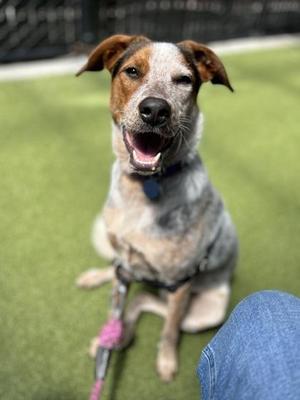 Mango, Australian Shepherd / Mixed Breed, adult, available for adoption