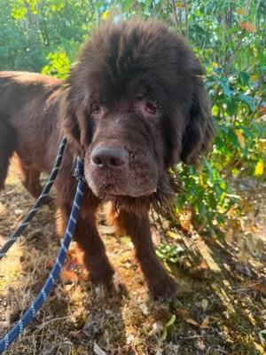 Little Tim, Newfoundland Dog / Mixed Breed, adult, available for adoption