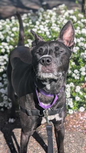 (A)Nori, Cattle Dog / Mixed Breed, adult, available for adoption