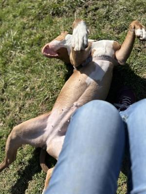 Fia, Pit Bull Terrier / Mixed Breed, adult, available for adoption