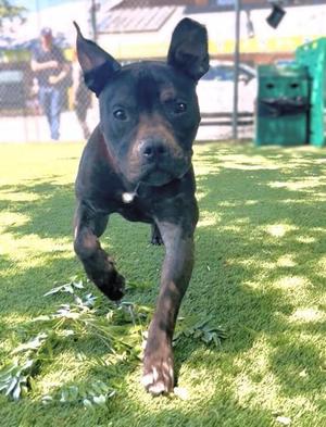 Freddie, Pit Bull Terrier / Mixed Breed, adult, available for adoption