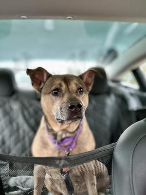 Maxine, Pit Bull Terrier / Mixed Breed, adult, available for adoption