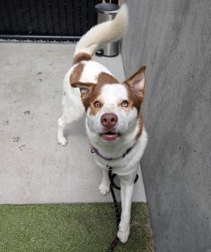 Frodo, Australian Shepherd / Mixed Breed, adult, available for adoption
