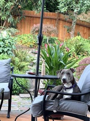 Pongo, Blue Lacy / Mixed Breed, young, available for adoption