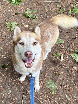 Gumdrop, Siberian Husky / Mixed Breed, senior, available for adoption