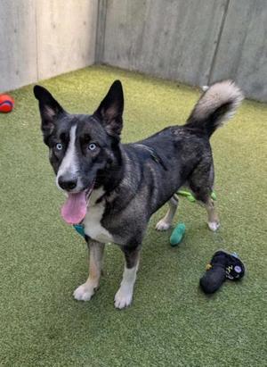 Kume, German Shepherd Dog / Labrador Retriever, adult, available for adoption