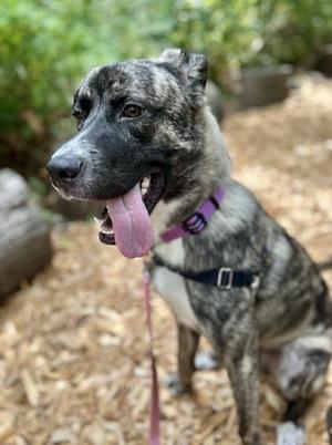 Kai, Great Pyrenees / Mixed Breed, young, available for adoption
