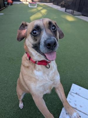 Nya, Cattle Dog / Mixed Breed, adult, available for adoption