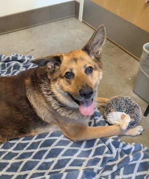 Koda, German Shepherd Dog / Mixed Breed, senior, available for adoption